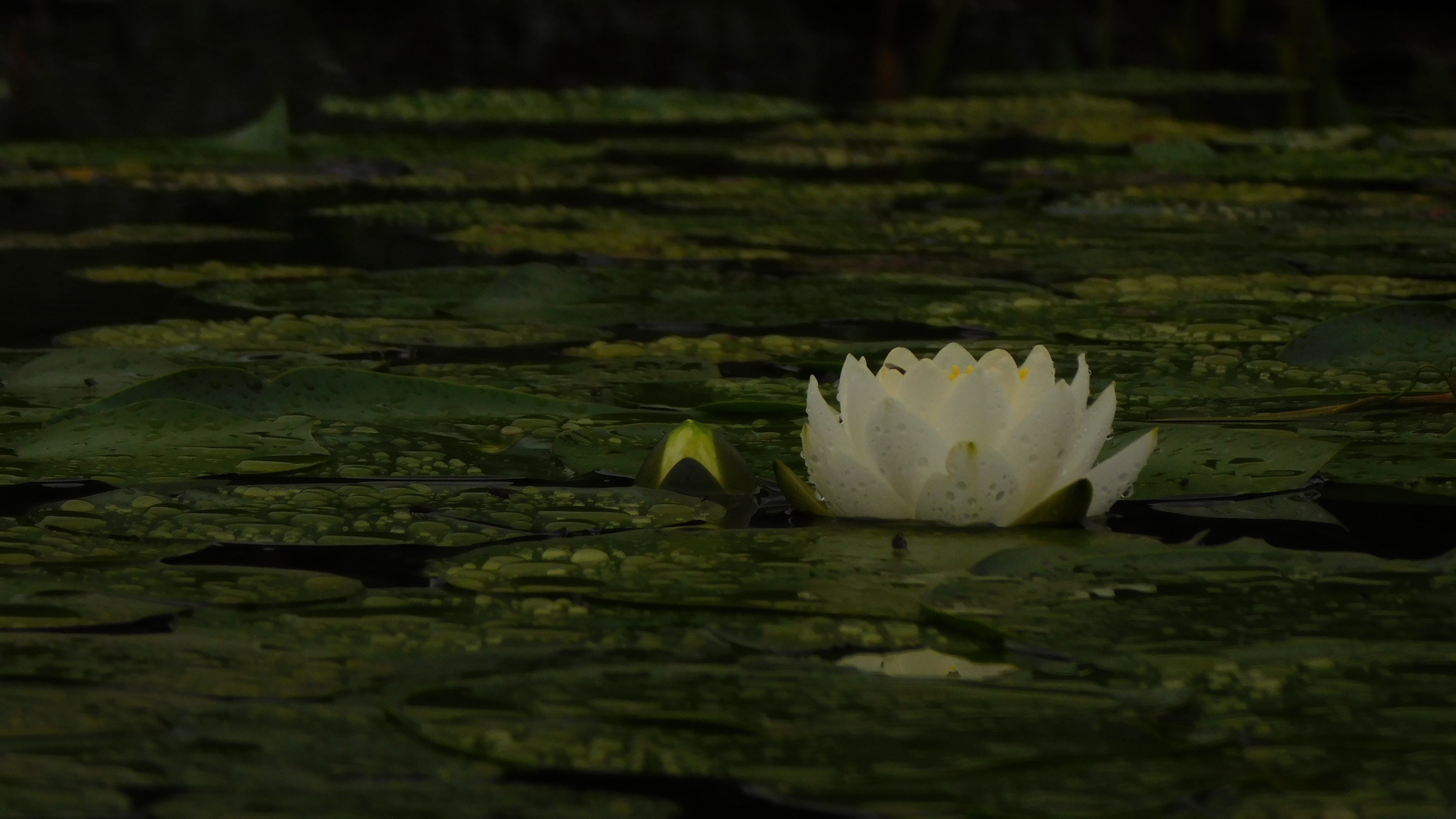 Lotus Flower